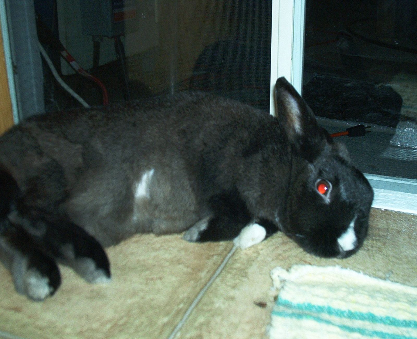 28 ans - Ma lapine Pinata