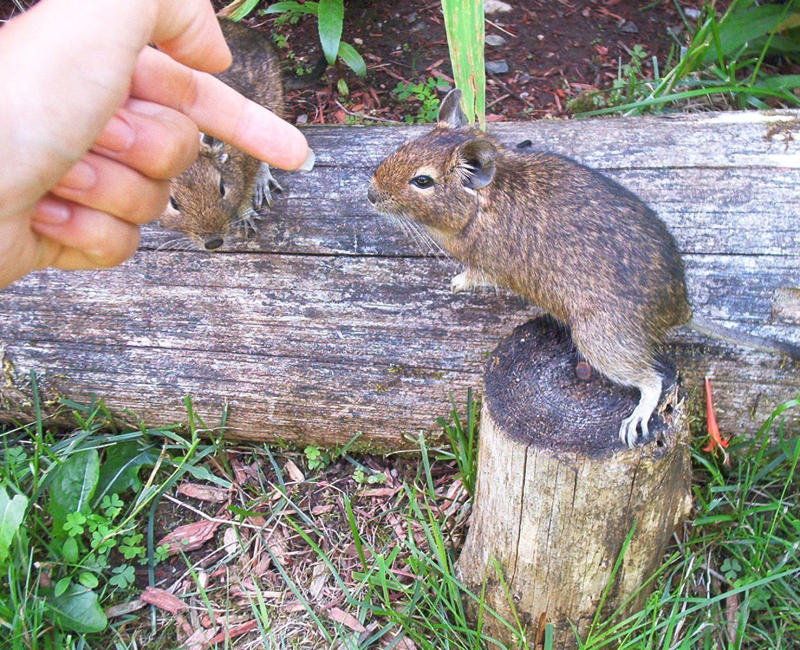 32 ans - Mon Dégu Olympe